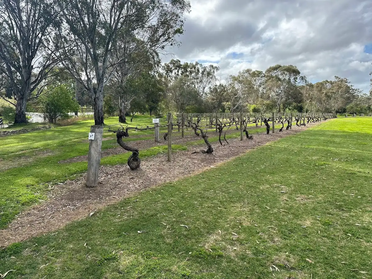 Historic old Shiraz grapevines growing in South Australia's Barossa Valley.